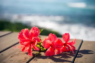 Adobestock103812569 Ka Hokulani Hula Studio プルメリア